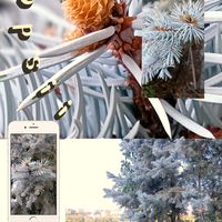 キク,バコパ,バラ,寄せ植え.,ポプシー（マツ科）の画像