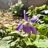 ニオイスミレ（　スイートバイオレット　）,庭の画像