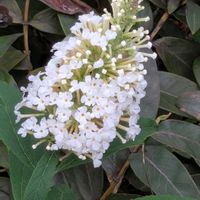 コスモス,ブッドレア,コバノランタナ,コギク,コギクの画像