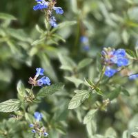 エノコログサ,ボックセージ,かわいいな♡,花のある暮らし,お花が好き♡の画像