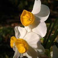 ハナニラ,スイセン,スイセン,スノーフレーク,スノーフレークの画像