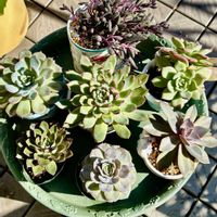 ルビーネックレス,ルビーネックレス,淡雪,淡雪,白雪姫の画像