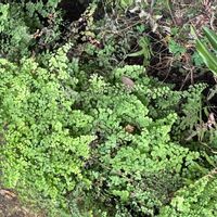 アジアンタムの画像