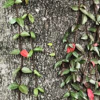 テイカカヅラ,ツタの画像