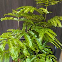 エバーフレッシュ,観葉植物,熱帯植物,植物のある暮らし,botanical lifeの画像