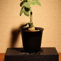 アデニア・グラウカ,観葉植物,塊根植物,リビング・ダイニングの画像