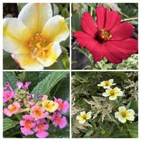 オダマキ,ビオラ,七宝樹,ハートのなる木,ビオラファンタジー   らびっと王国の画像