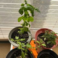 ホーリーバジル,パセリ,日々草(にちにちそう),スィートバジル☘️,スィートバジルの花芽の画像