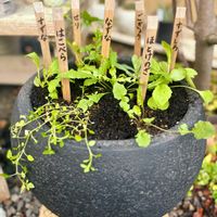 セリ,ナズナ,ハハコグサ,ホトケノザ,大根の画像