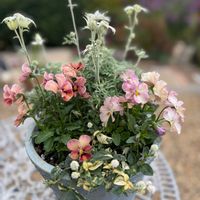 フランネルフラワー,ときめきビオラ,ポリゴナム・ティホン,寄せ植え,冬の寄せ植えの画像