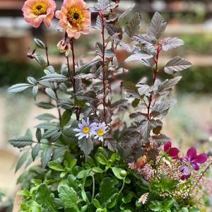 スカビオサ,スカビオサ,ビオラ,カルーナ,カルーナの画像