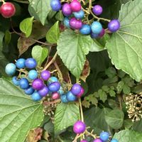 スイレンボク,スイセン,ゼフィランサス,アイスバーグ,野葡萄の画像