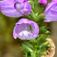 ハナトラノオ,おひさまの画像