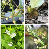 ソバ,クルマバザクロソウ,ミョウガ,アカネ,小さな幸せ♡の画像