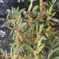 シラカシの画像