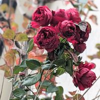 ルージュピエールドゥロンサール,つるバラ,秋バラ,赤いバラ,ばら バラ 薔薇の画像