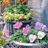 皇帝ダリア,多肉,カランコエ 仙人の舞,トナカイの舞,ミロッティの画像