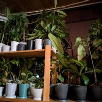 ゴムの木,フランスゴムの木,フィカス ルビー,フィカス・ティネケ,フィカス・エラスティカの画像