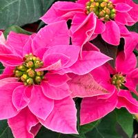 アサガオ,ポインセチア,プリンセチア,ピンク色の花,oriの自由なピンクの日の画像