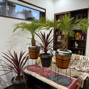 パキラ,フェニックスロベレニー,コルジリネ レッドスター,エキノカクタス 金鯱,コンシンネ　マジナータ　ゴールドの画像