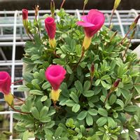 オキザリス,千代田の松,オキザリス　桃の輝き,茜の塔,ミニバラ ほほえみの画像