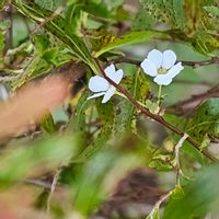 ユキヤナギの画像