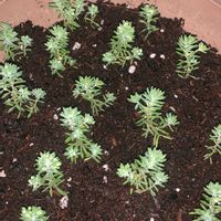 モリムラマンネングサの画像