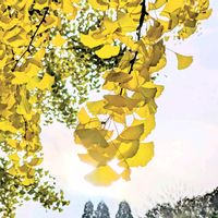紅葉,銀杏,イチョウ,大銀杏,いちょうの画像