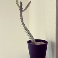 ユーフォルビア ホワイトゴースト,成長記録,黒い鉢の画像