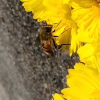 フクジュソウの画像