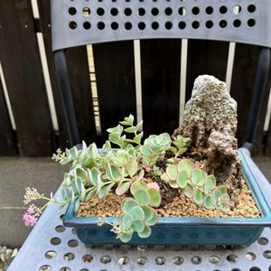 ミセバヤ,セダム属,山野草,ピンクの花,古典園芸植物の画像