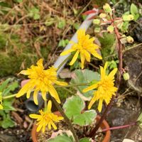 サギソウ,大根,ミズゴケ,熱帯スイレン,ツワブキ  浮雲錦の画像