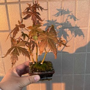 もみじ,もみじ,もみじ,もみじ,鉢植えの画像