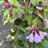 ウツギ,和菓子  スィーツ,クリスマスツリー!,生しぼりモンブラン,クリスマスツリーの画像