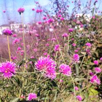 アスター,アスター,シュウメイギク,シュウメイギク,センニチコウの画像