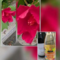 キク,フヨウ,ペンタス,ミセバヤ,イチョウの画像