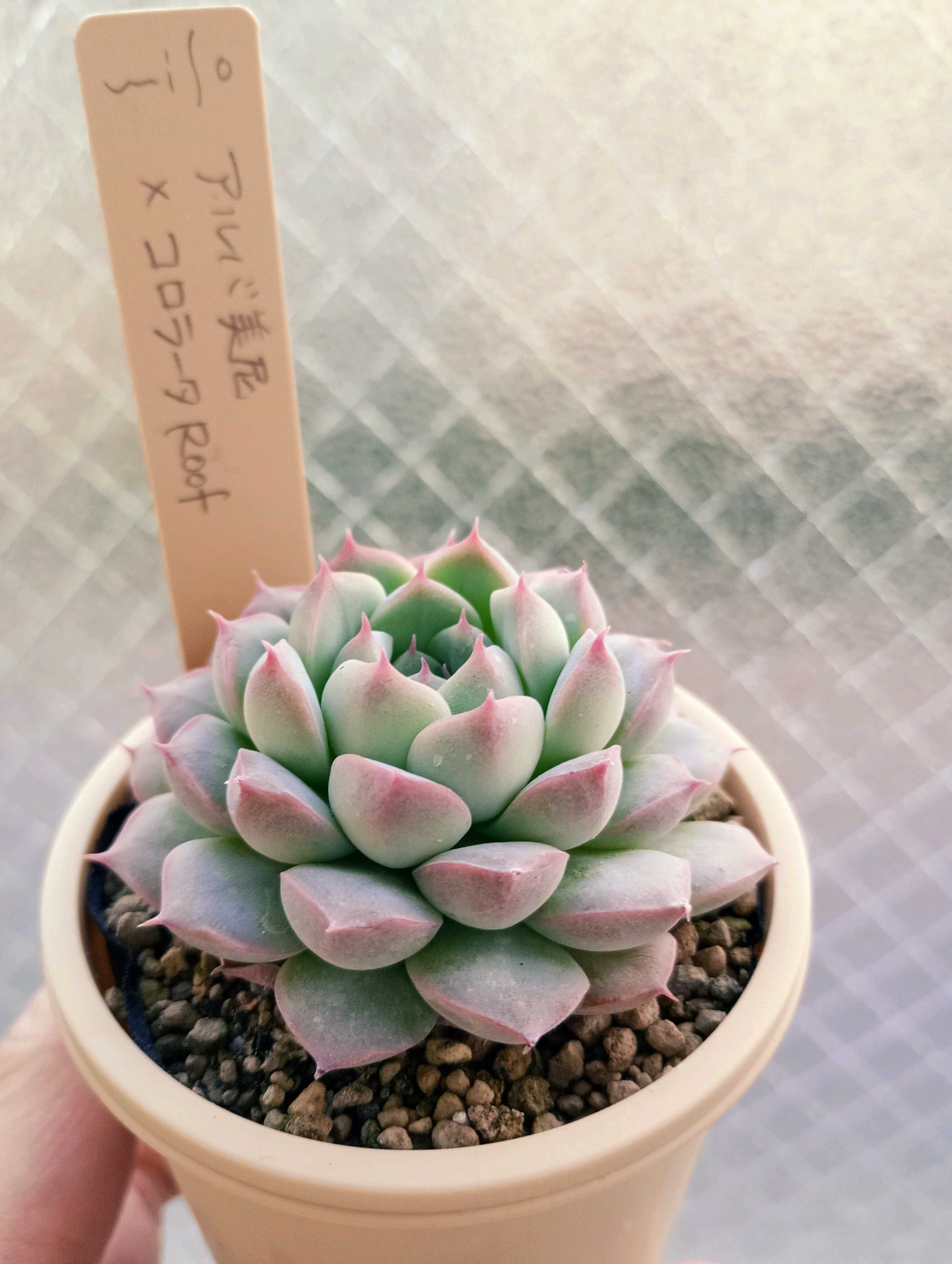 つぶつぶ屋の一覧｜🍀GreenSnap（グリーンスナップ）