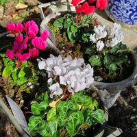 ストック,ラムズイヤー,ガーデンシクラメン,葉牡丹,ビオラの画像