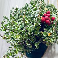 プミラ,プミラ❤️,玄関内側の画像