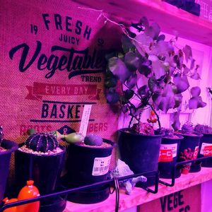 多肉植物,多肉男子,階段/廊下の画像