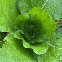 コスモス,大根,カブ,白菜,粘土質の画像