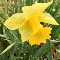 スイセン,スノーフレーク,水仙,ペチコート水仙,ラッパスイセンの画像