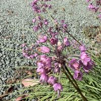 ラッキョウ,ランチ,oriの自由なピンクの日,２０２０年５月同期,能登半島の復興を願いますの画像