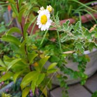 リンゴ,アシズリノジギク,アシズリノジギク,GS句会,２０２０年５月同期の画像