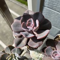 銘月,胡蝶の舞,高砂の翁,ダスティーローズの画像