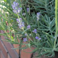 ゲラニウム,ラベンダー,北海道の庭,冬が来た‼,2番花の画像
