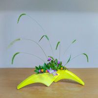 センニチコウ,デンファレ,キイチゴ,トウガラシ,エノコログサの画像