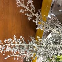 サントリナの画像