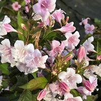 ツゲ科,箱根空木（ハコネウツギ）,マホニアコンフューサ,グランドカバー,常緑低木の画像