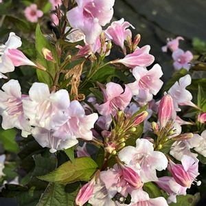 ツゲ科,箱根空木（ハコネウツギ）,マホニアコンフューサ,グランドカバー,常緑低木の画像